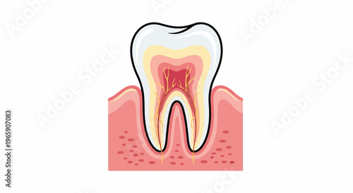 Cross-section of a tooth showing enamel, dentin, pulp, nerves and blood vessels