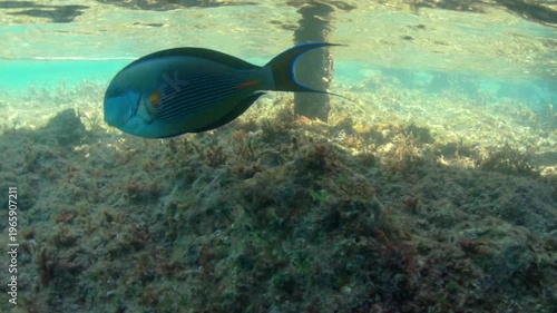 Underwater seascape on the coral reef in Red Sea, Egypt