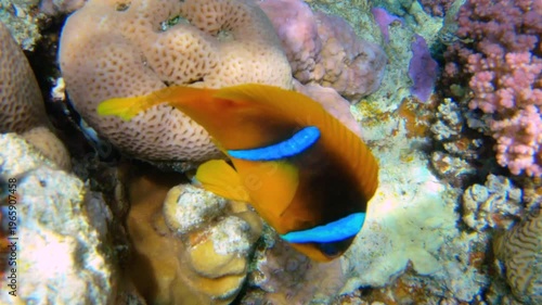 Amphiprion Bicinctus aka Red Sea Clownfish in Sea Anemone, Egypt