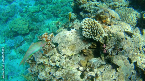 Underwater seascape on the coral reef in Red Sea, Egypt