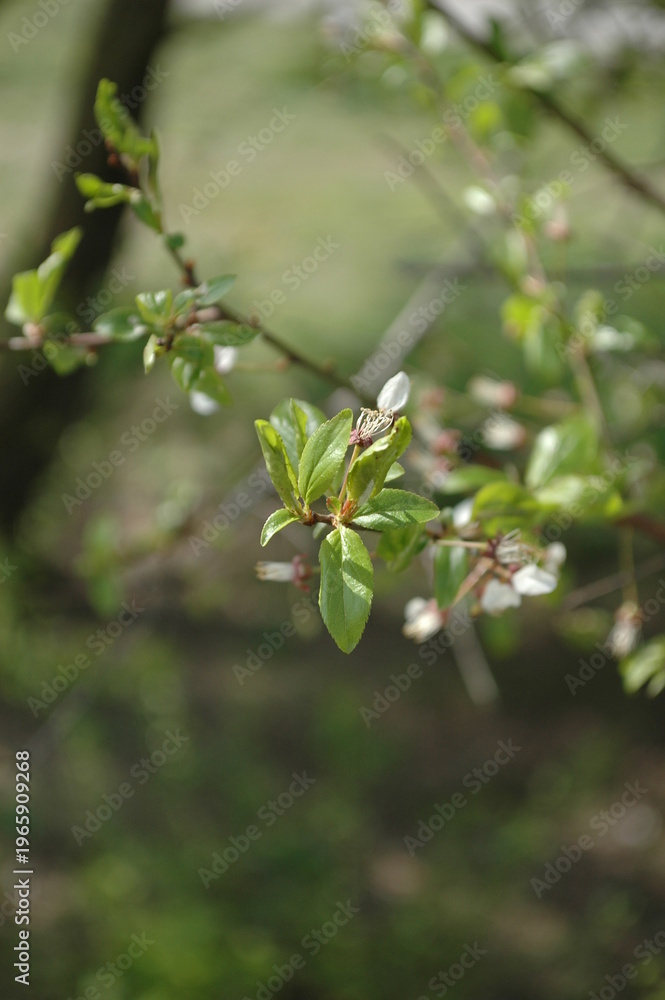 Obraz premium Close-up of green leaves and white cherry blossom petals in spring with a soft blurred background. Fresh botanical image ideal for orchard, floral, seasonal, and natural beauty themes.