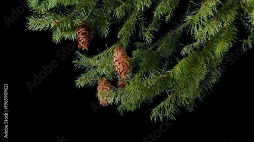 Isolated Pine Tree Branch With Cones Pre-Keyed With Alpha Channel
