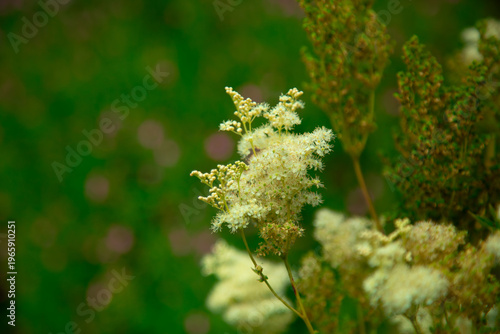 Obraz na płótnie Filipendula ulmaria meadowsweet white wildflower macro in green natural summer b