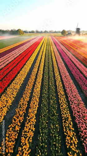 Vast Tulip Field Rows Bathed In Warm Golden Sunrise Light With Distant Windmill In The Netherlands
