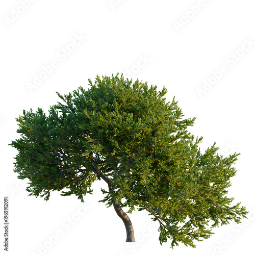 Bild auf Leinwand Juniperus occidentalis Rheingold tree, elevation, front view, cutout, transparent background, isolate, Realistic pine tree with detailed needles and branches, perfect for nature-themed designs