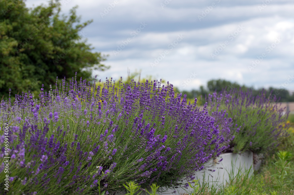 Obraz premium Lush Blooming Lavender Bushes Under Moody Cloudy Sky in Summer