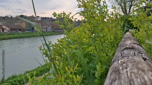 Lush greenery of plants growing along the riverbank near a wooden fence sways in the gentle breeze against the backdrop of a calm river and distant city buildings. A natural riverside landscape with f