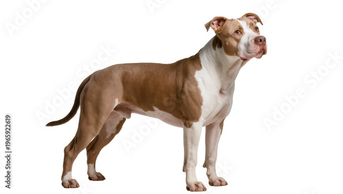 Foto Muscular tan and white American Pit Bull Terrier dog standing alertly, isolated