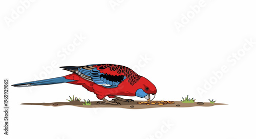 Bright red parrot pecking at seeds on the ground with blue and black wing accents