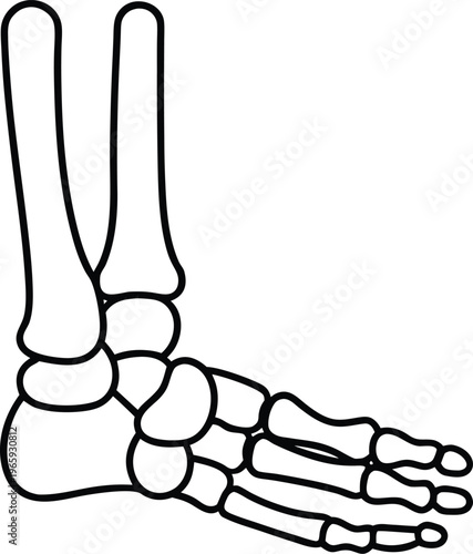 937 human skeleton foot tarsals metatarsals phalanges vector illustration on transparent background