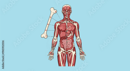 Anatomical diagram of human musculature and skeletal system with a magnified bone