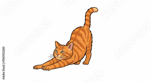 A striped ginger cat stretches out on a white background, with its front paws extended