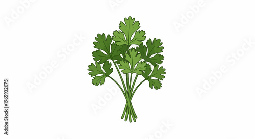 A bunch of fresh, vibrant green cilantro leaves, tied together at the stems