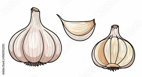 Three garlic illustrations a whole bulb, a halved bulb, and a single clove