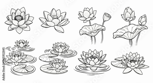 Delicate sketch of lotus flowers and lily pads on water, in various stages of bloom