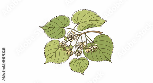 Delicate botanical illustration of a linden tree branch with heart-shaped leaves and clusters of pale flowers