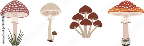 Mushroom Collection Featuring Red, Brown, and Spotted Mushrooms, Perfect for Nature, Forest, and Autumn-Themed Illustrations