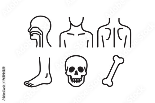 Line art illustrations of human anatomy head neck limbs and skeleton
