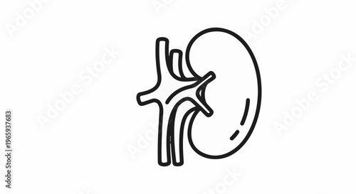 Simple outline illustration of a human kidney with vessels