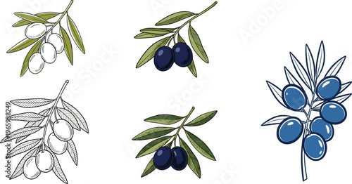 Set of Olive Branch Icons with Green and Black Olives in Various Styles