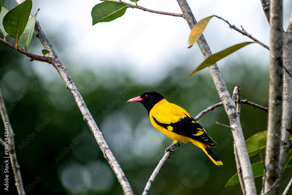 Obraz premium This striking Black-hooded Oriole perches elegantly on a thin branch, showcasing its vibrant yellow plumage, contrasting black head and wings.