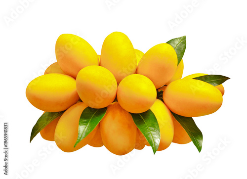 Fresh maprang fruit bunch on the tree, rich color and natural beauty, ideal for organic and farm-to-table concepts. on transparent.