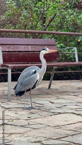 Close-up of a wild heron, full-length, vertical video