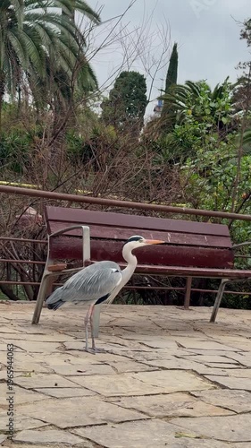 detailed portrait of heron with long beak and vivid eye, vertical video