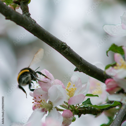 Bumblebee collecting nectar from delicate pink apple blossom on tree branch. Spring pollination scene with blooming flower and flying insect in natural garden.