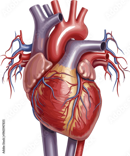 Anatomical human heart vector illustration with realistic 3D details of arteries and veins isolated on white background