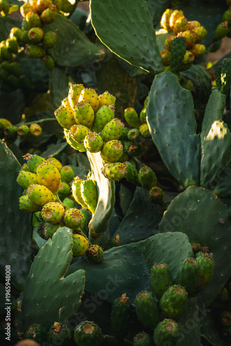 Fotografie numerous prickly pear fruits during the summer at sunset