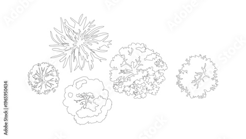 Landscape architecture top view tree symbols for site plan drawing and garden arrangement.