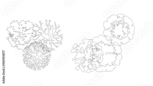 Detailed tree branch and canopy plan symbols for professional landscape design and mapping.