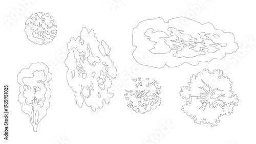 Top view landscape plan line drawing for architectural and landscape design, multiple trees.