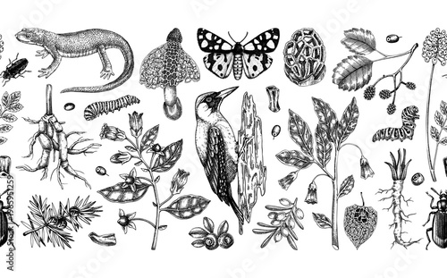 Natural history hand drawn vector illustration set. Vintage forest plants, insects, and birds sketches collection in engraved style. NOT AI generated