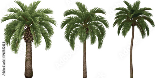 Tropical Palm Tree Vector Collection Featuring Realistic Coconut Palms and Date Palm Silhouettes With Detailed Green Fronds for Summer Vacation Travel and Exotic Beach Landscape Design