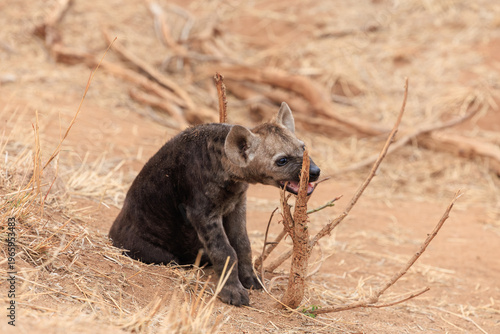 View of a hyena cub gnawing on a dry branch amidst the arid landscape, its dark fur contrasting with the sun-baked earth, Skukuza, Mpumalanga, South Africa.