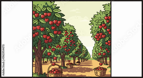 Rows of trees laden with ripe cherries await harvest in this orchard