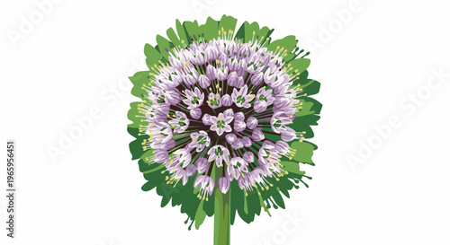 Detailed illustration of a single purple allium flower with green foliage