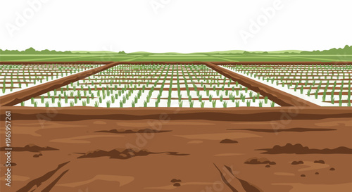 Rows of young green plants grow in flooded fields with brown soil foreground