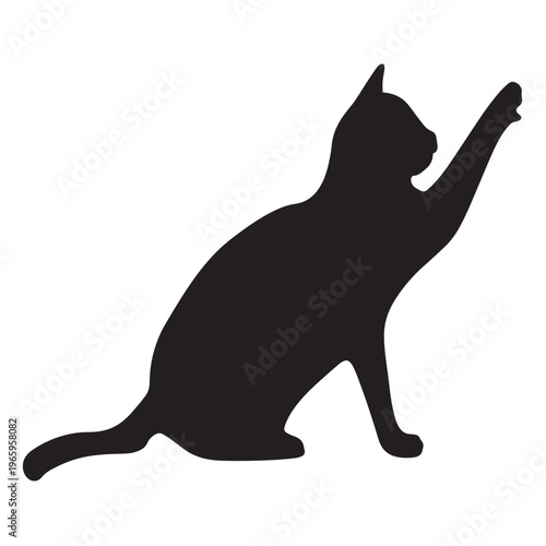 Photography black cat on white background