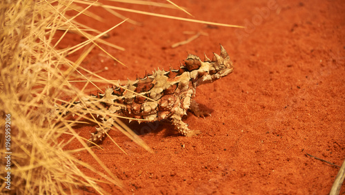 thorny devil on red sand 569
