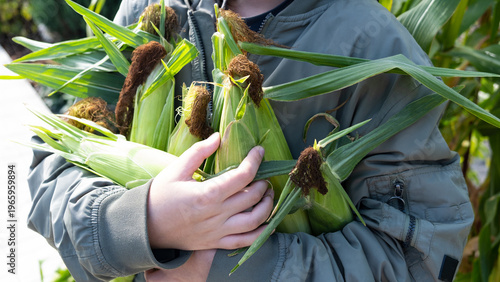  teenage boy holding freshly picked sweet corn cobs. Smiling adolescent with yellow corn harvest in hands. Organic farming and healthy eating concept.