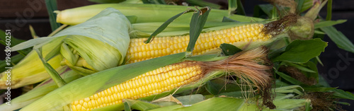 Fresh sweet corn cobs on rustic wood. Whole corn with bright yellow kernels. Organic farm produce for healthy meals