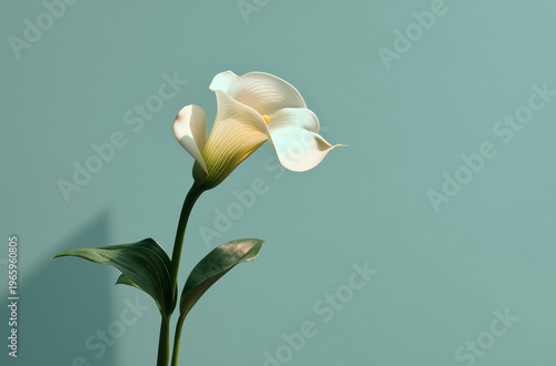 A beautiful white calla lily stands against a soft green background