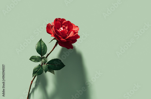 A single red rose with green leaves against a light green background