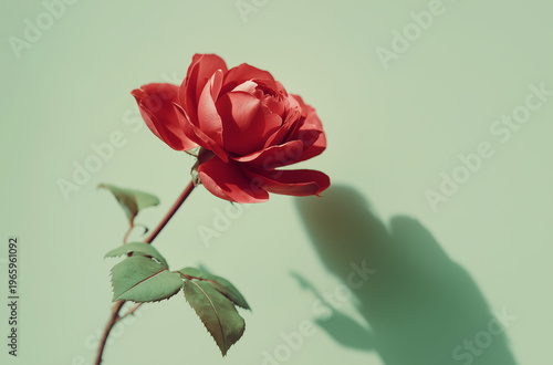 A single red rose with green leaves against a light green background