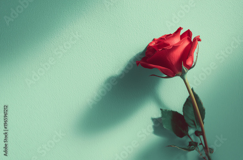A single red rose casting a shadow on a teal background