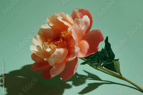 A beautiful peach-colored flower with green leaves against a soft green background