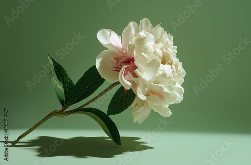 A beautiful white flower with green leaves on a light green background